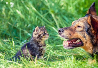 Big dog and little kitten stares at each other outdoor