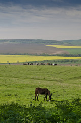 View of a donkey greasing in the fields