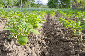 Growing bio potatoes in the northern Bulgaria in the summer