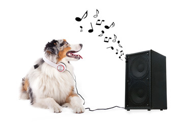 Hund hört Lied aus Box