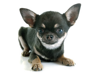 puppy chihuahua