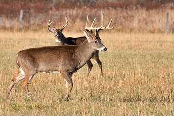 Whitetail bucks in a field