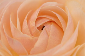 ラナンキュラス