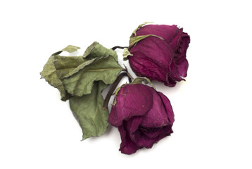 Dry red rose bud. Herbarium. Photo.