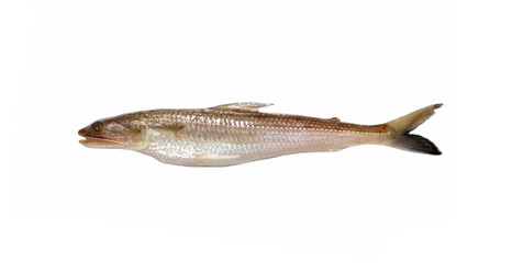 Brushtooth Lizardfish fish.