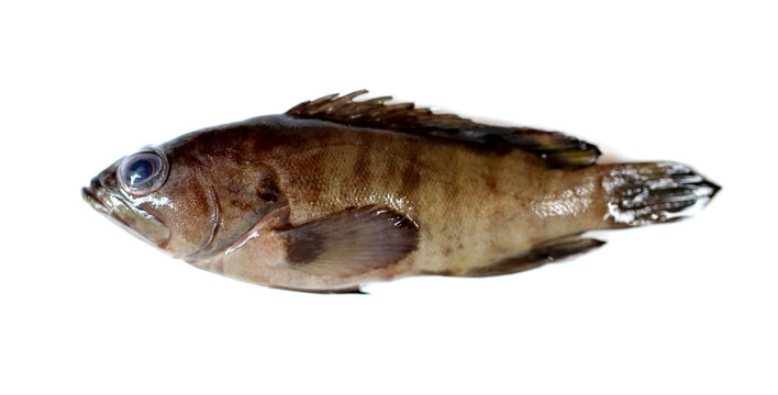 fresh grouper fish.