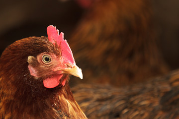 chicken