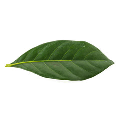 Obraz premium Green leaf