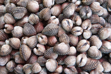 a fresh cockles