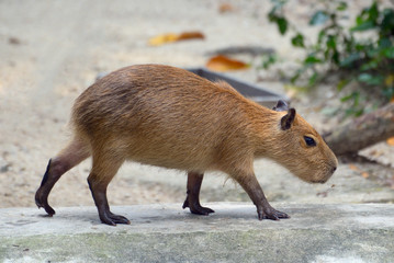 Capybara