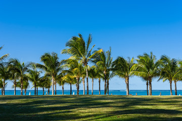 Fototapeta na wymiar coconut trees of the mauritius in east coast