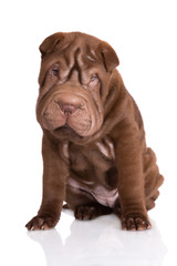 shar pei puppy sitting on white