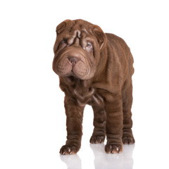 chocolate brown shar pei puppy