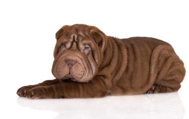 brown shar pei puppy lying down