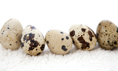 Obraz premium oeufs de caille rangés en ligne