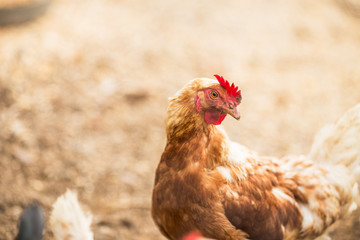Free range hens