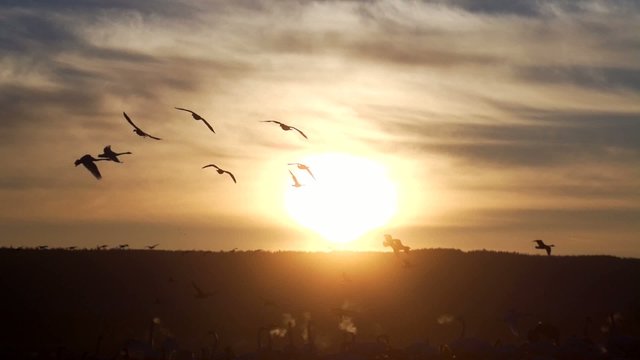Fr&uuml;hling in Schweden - Wasserv&ouml;gel