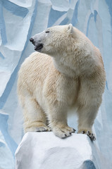 Plakat Белая медведица.