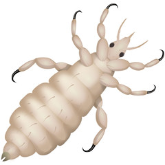 Louse