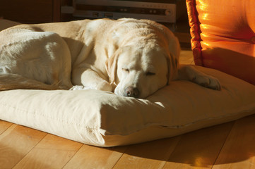 Fototapeta na wymiar close up of old yellow labrador sleeping on the pillow