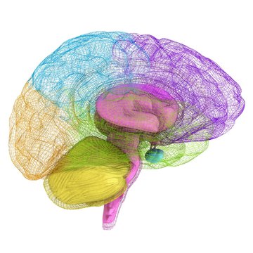 Creative concept of the human brain