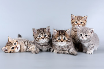 five kittens - obrazy, fototapety, plakaty