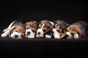 5 puppies sleeping