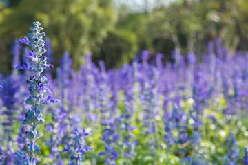 violet lavender flowers in the garden