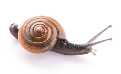 Snail