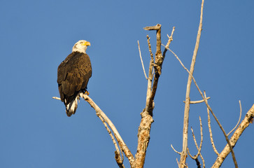 Young Bald Eagle Perched in a Dead Tree