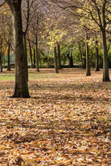Fototapeta na wymiar yellow leaves falling tree in autumn