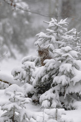 Luchs im Schneetreiben