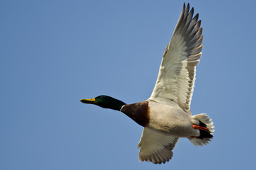 Mallard Duck Flying in a Blue Sky