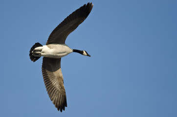 Lone Canada Goose Flying in a Blue Sky