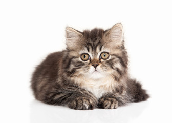 Cat. Scottish highland kitten with white on white background