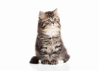 Cat. Scottish highland kitten with white on white background