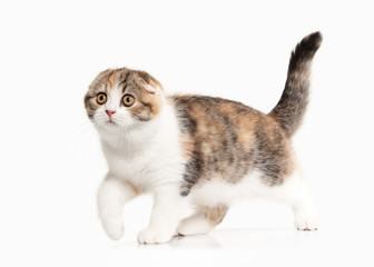 Cat. Scottish highland kitten with white on white background