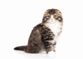 Cat. Scottish highland kitten with white on white background