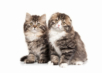 Cat. Two Scottish highland kittens with white on white backgroun