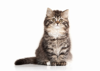 Cat. Scottish highland kitten with white on white background