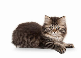 Cat. Scottish highland kitten with white on white background