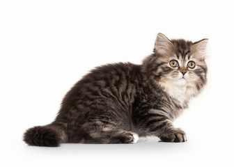 Cat. Scottish highland kitten with white on white background