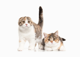 Cat. Two Scottish highland kittens with white on white backgroun