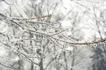 frost on the branches of trees