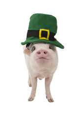 Pig Wearing St. Patricks Day Hat