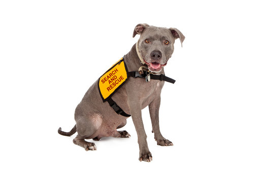 Pit Bull Search and Rescue Dog