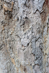 Surface of the bark tree.