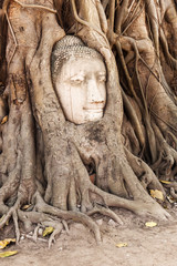 antiker Buddhakopf von einer Baumwurzel umschlossen