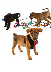 Puppies Playing With Christmas Bulbs