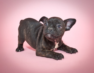 Playful French Bulldog Puppy